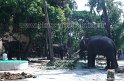 thrissur-pooram-2011- (23)